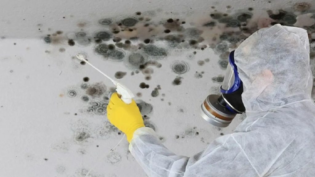 mold remediation services 1